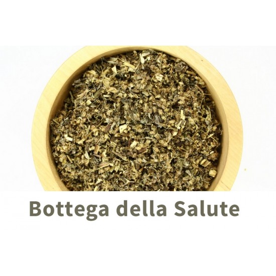 Artemisia volgare sommità