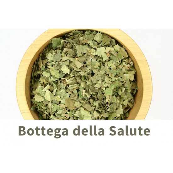 Betulla foglie